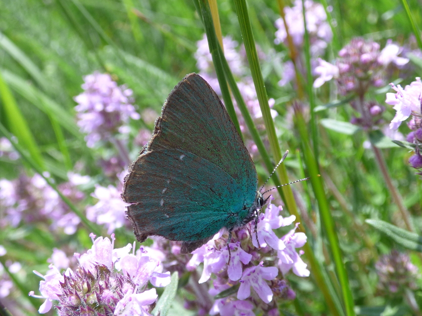 Callophrys rubi - zöldfonákú lepke