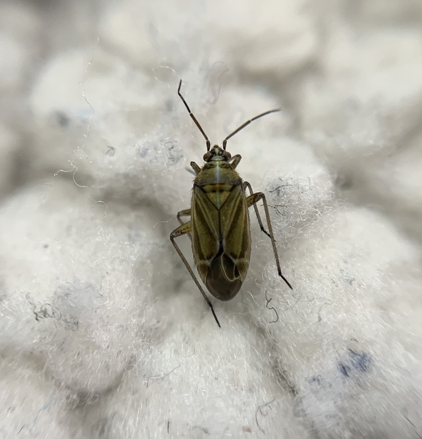 Hoplomachus thunbergii - hölgymálpoloska