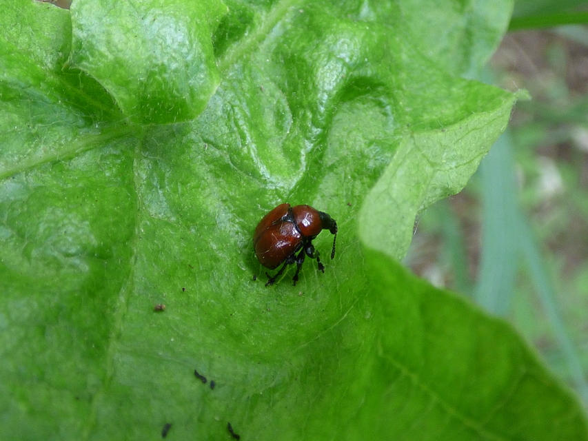 Attelabus nitens - tölgy-levélsodró