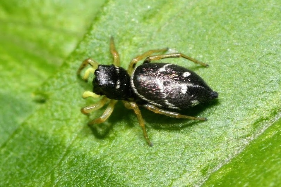 Heliophanus
