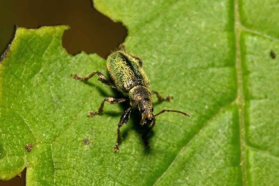 Phyllobius betulinus - változékony levélormányos