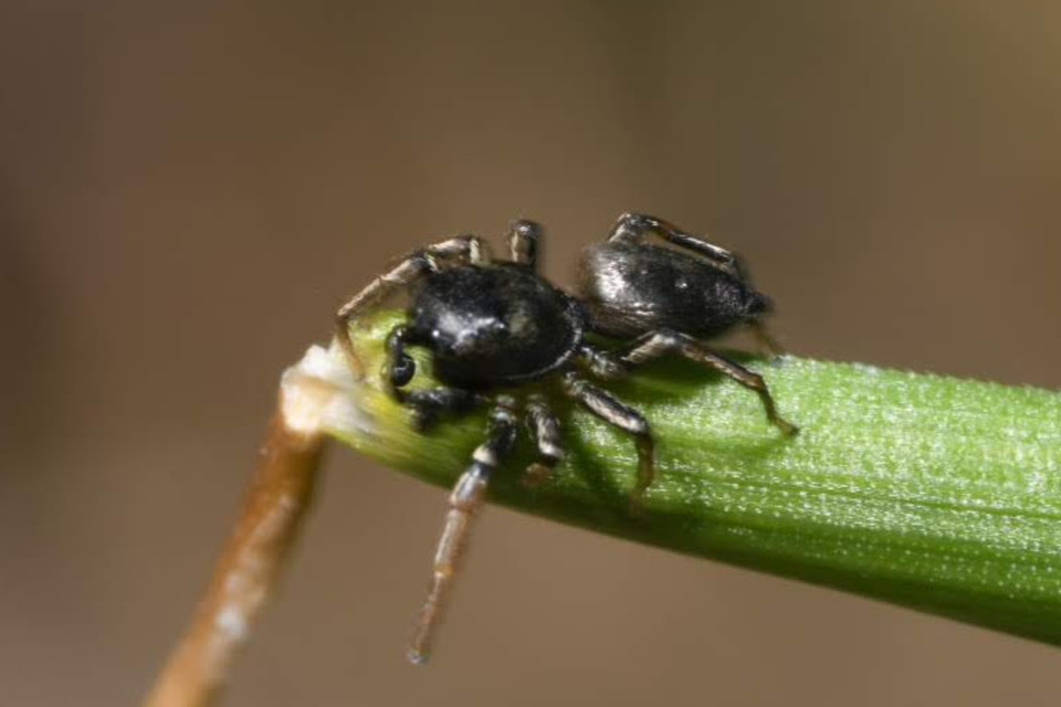 Heliophanus