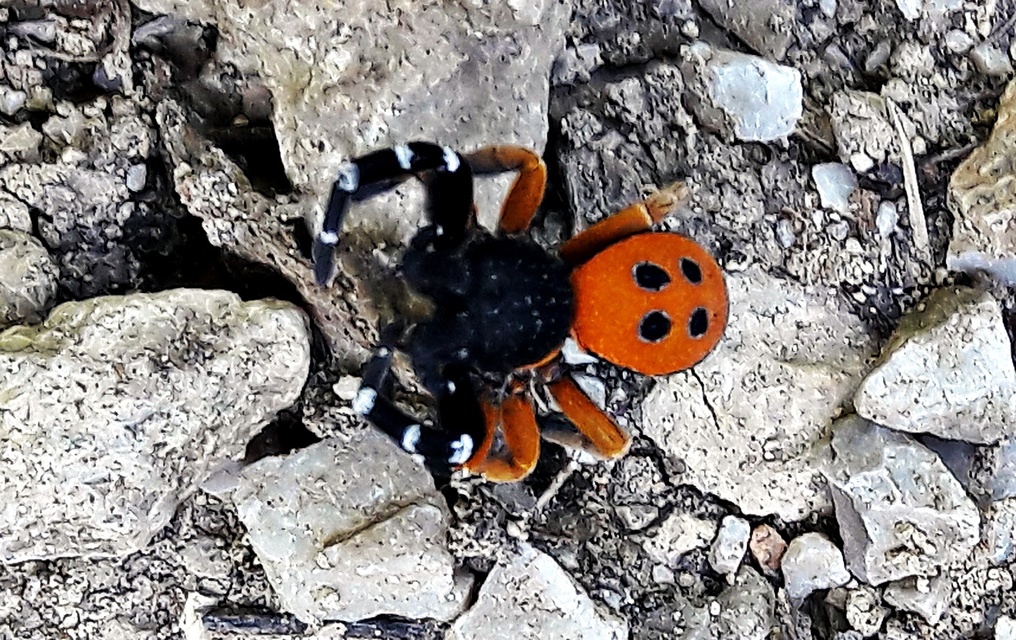 Eresus moravicus - sárgafejű bikapók Eresus moravicus - sárgafejű bikapók
