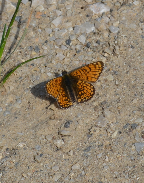 Melitaea cinxia - réti tarkalepke