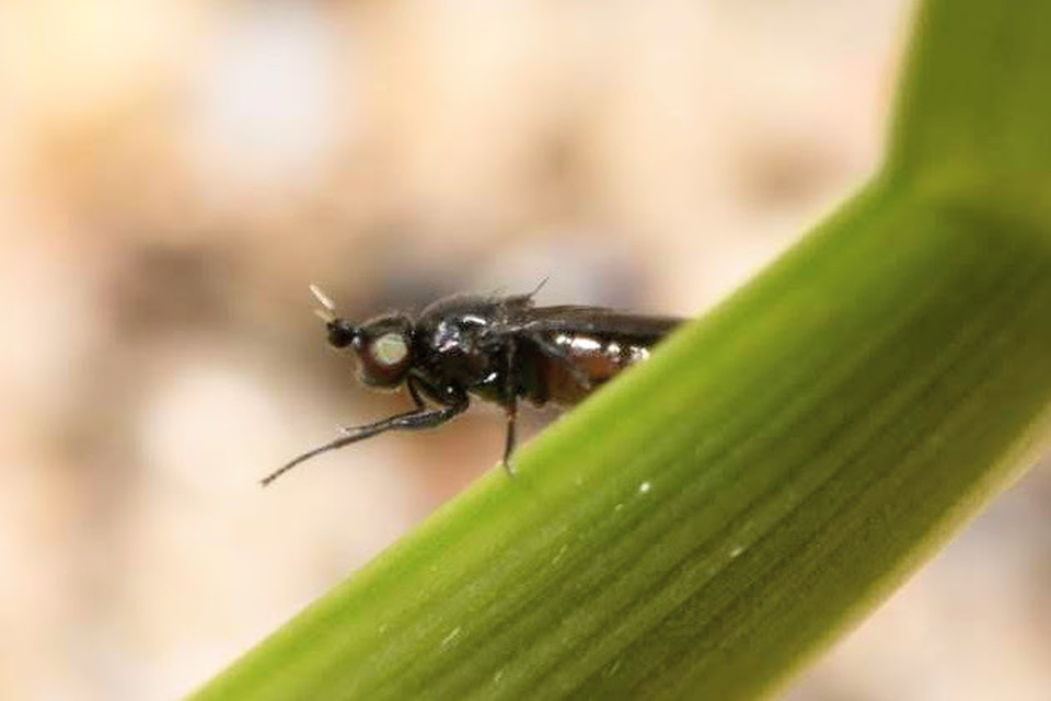 Oscinella