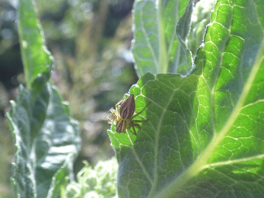 Oxyopes lineatus