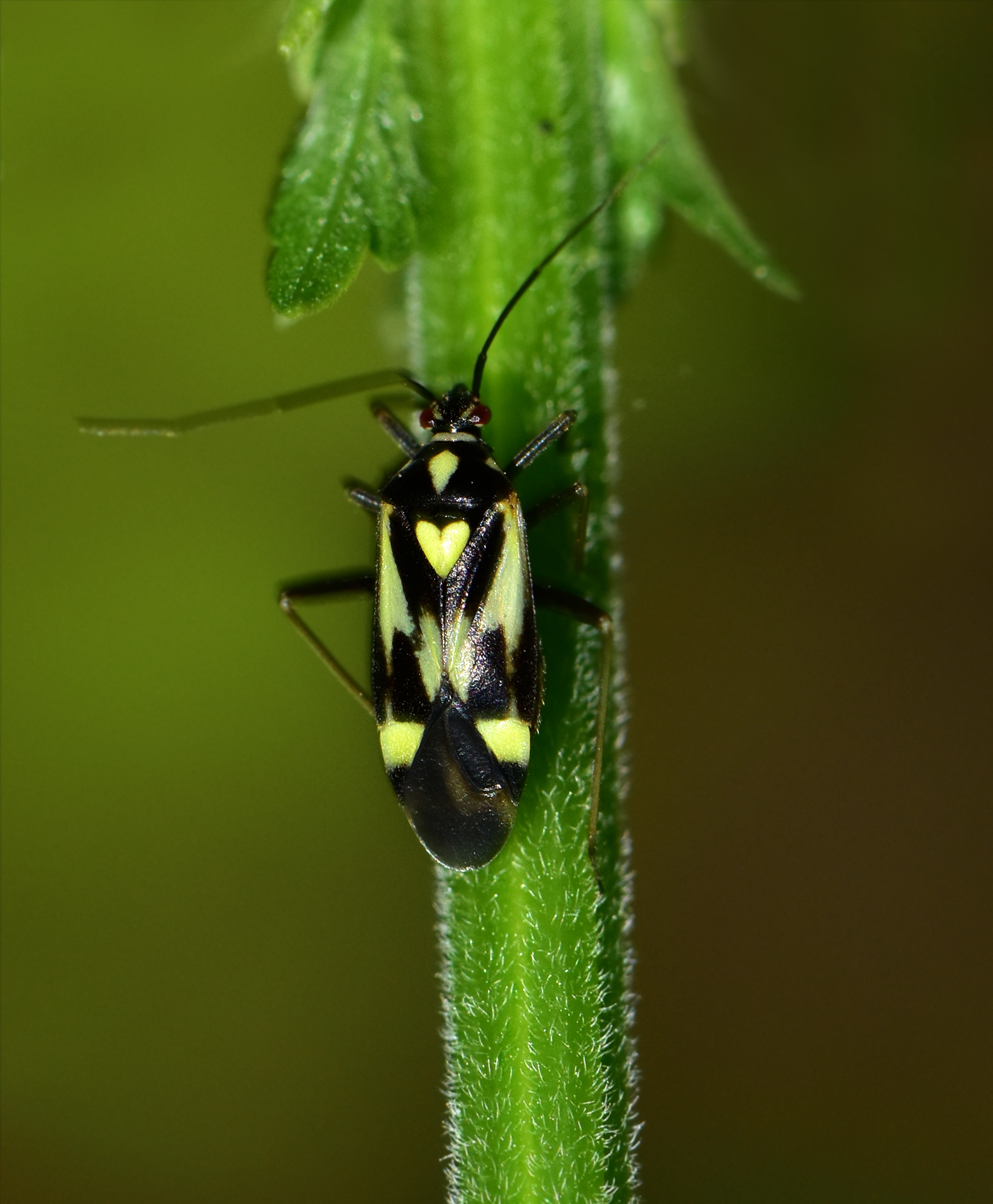 Grypocoris sexguttatus - hatpettyes díszpoloska