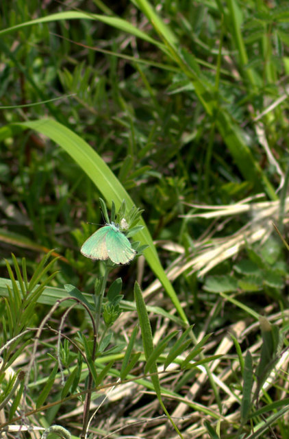 Callophrys rubi - zöldfonákú lepke