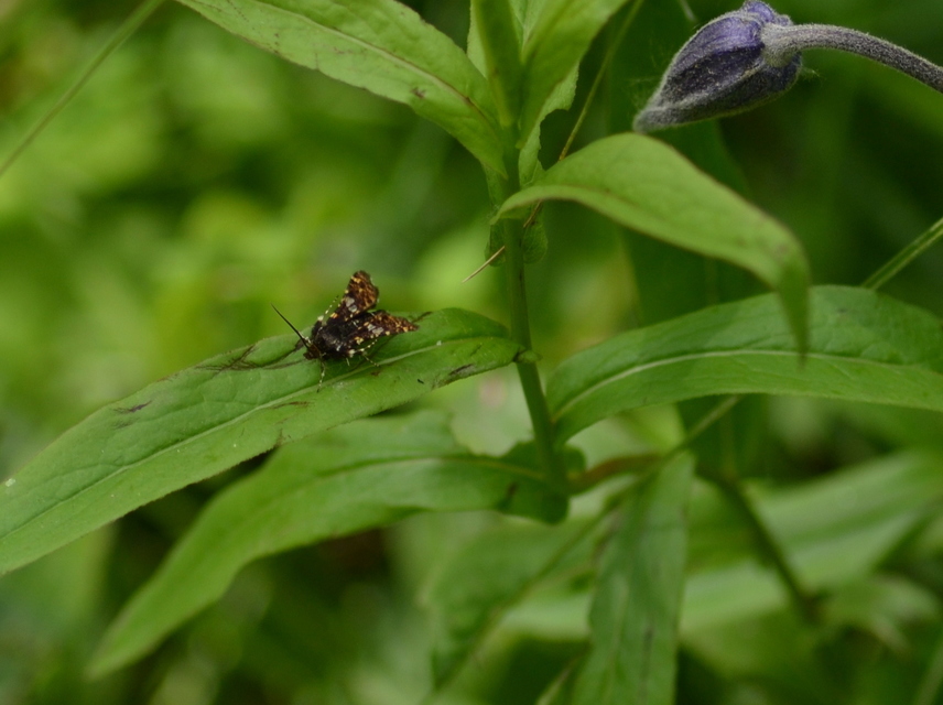 Thyris fenestrella - gyakori ablakosmoly