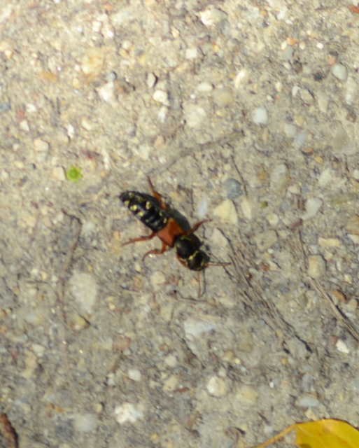 Staphylinus caesareus - aranysujtásos holyva