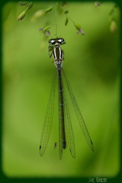 Coenagrion puella - azúrkék légivadász