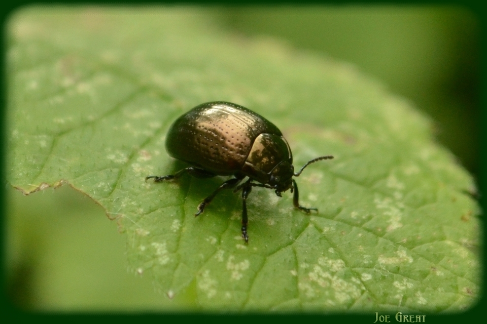 Chrysolina oricalcia - bronzos levélbogár