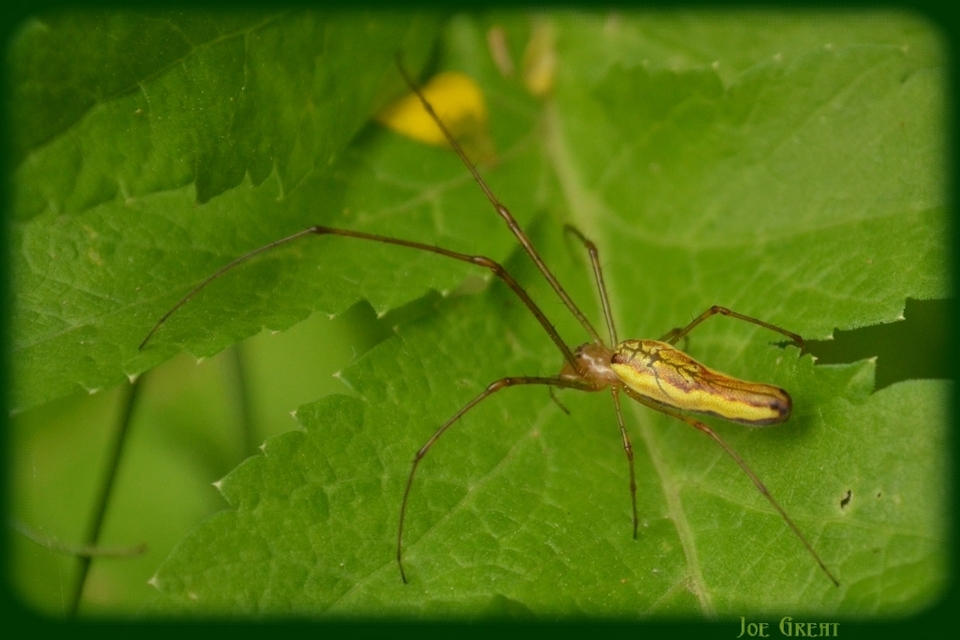 Tetragnatha