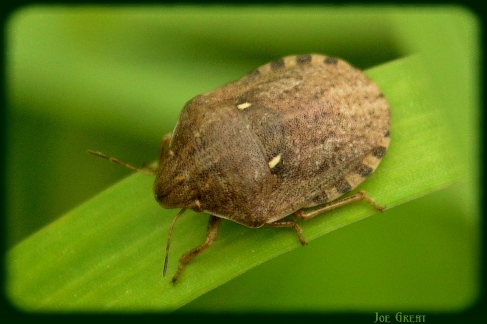 Eurygaster