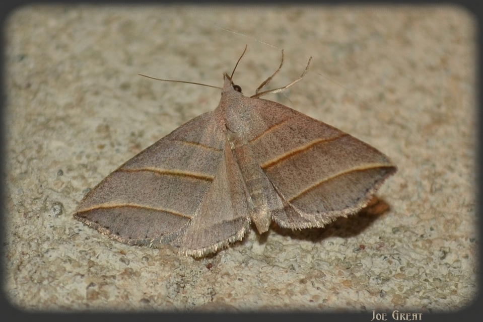 Colobochyla salicalis - háromsávos törpebagoly