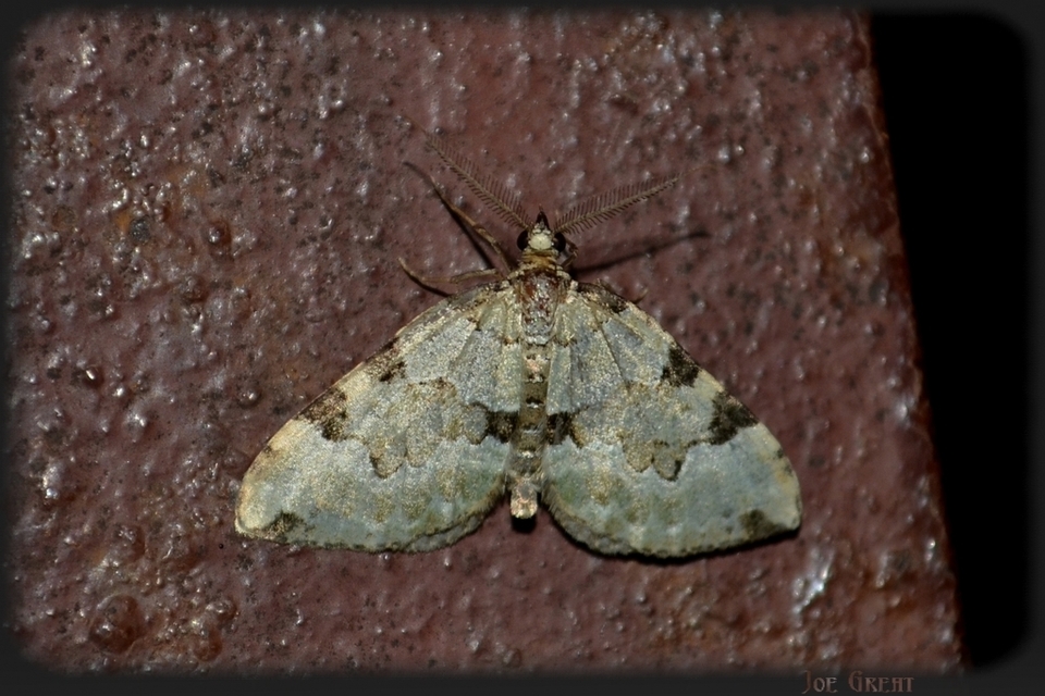 Colostygia pectinataria - zöld levélaraszoló