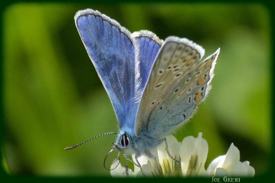 Polyommatus icarus - közönséges boglárka