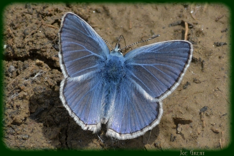 Polyommatus icarus - közönséges boglárka