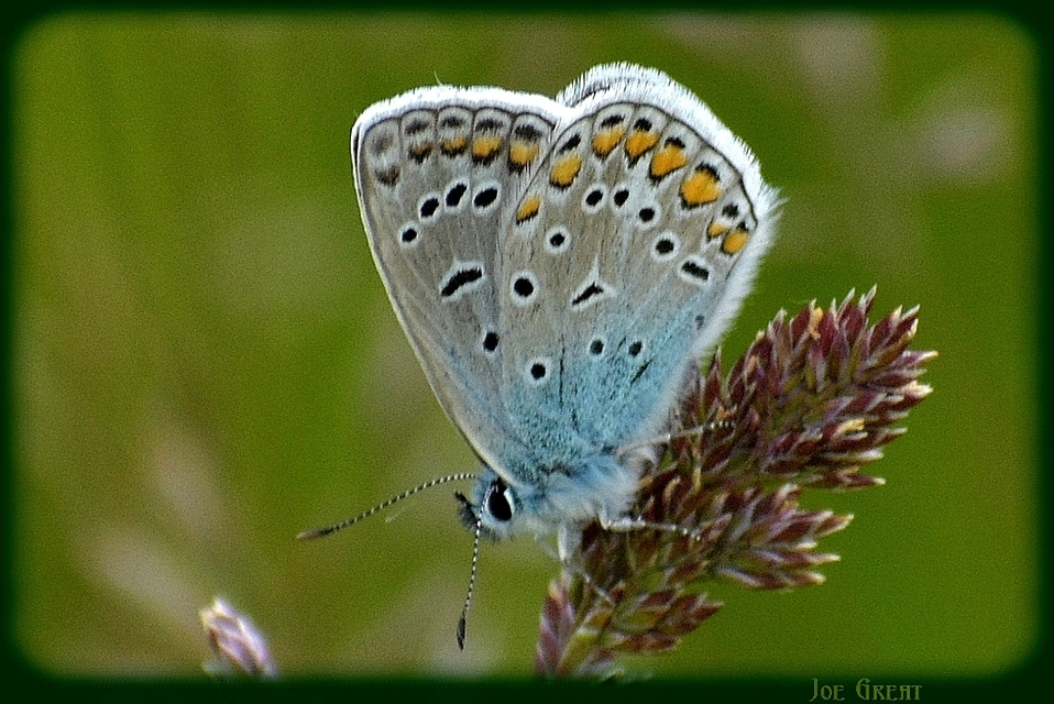 Polyommatus icarus - közönséges boglárka