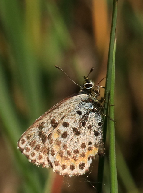Scolitantides orion - szemes boglárka