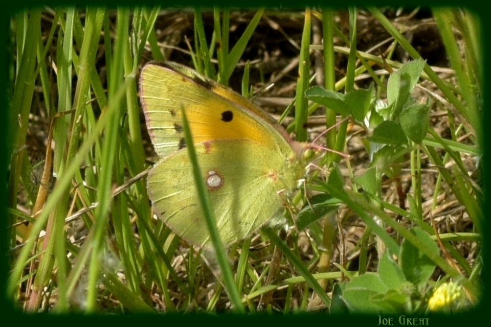 Colias croceus - sáfránylepke