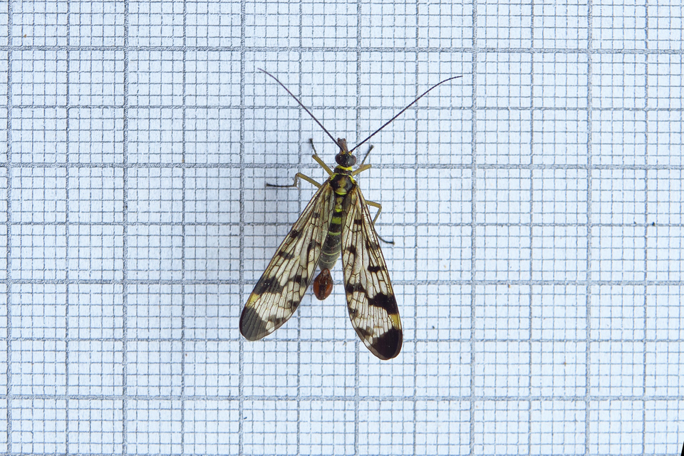 Panorpa communis/vulgaris