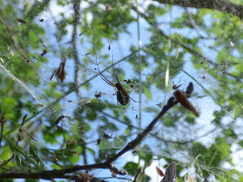 Frontinellina frutetorum - bokor vitorláspók