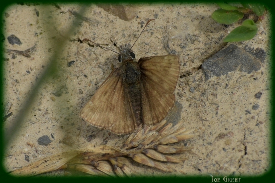 Erynnis tages - cigánylepke