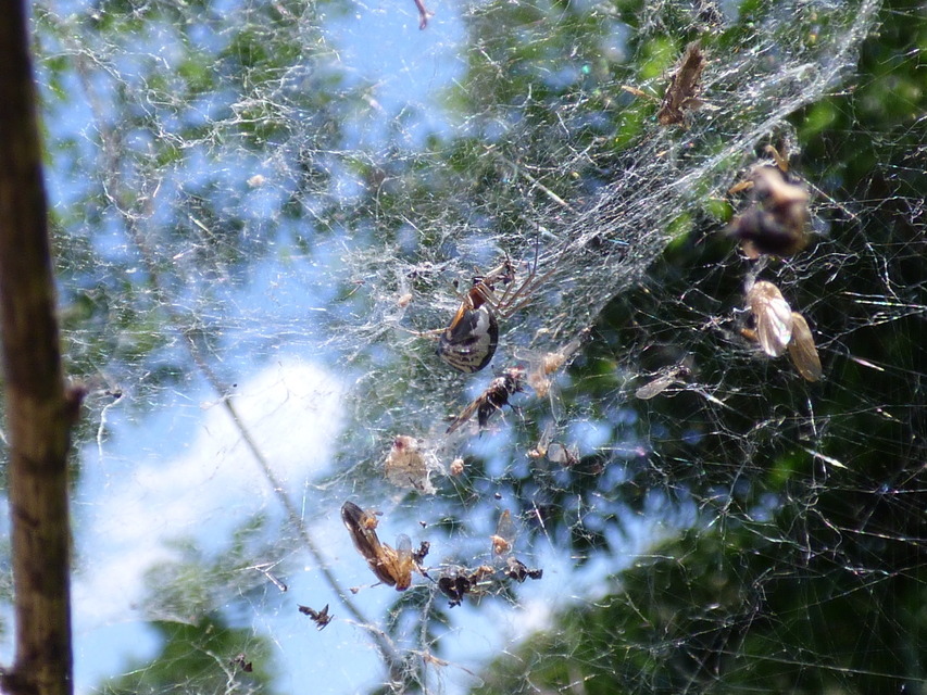 Frontinellina frutetorum - bokor vitorláspók