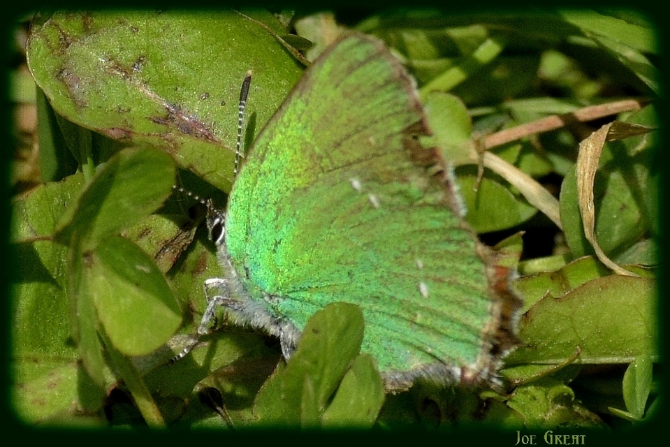 Callophrys rubi - zöldfonákú lepke
