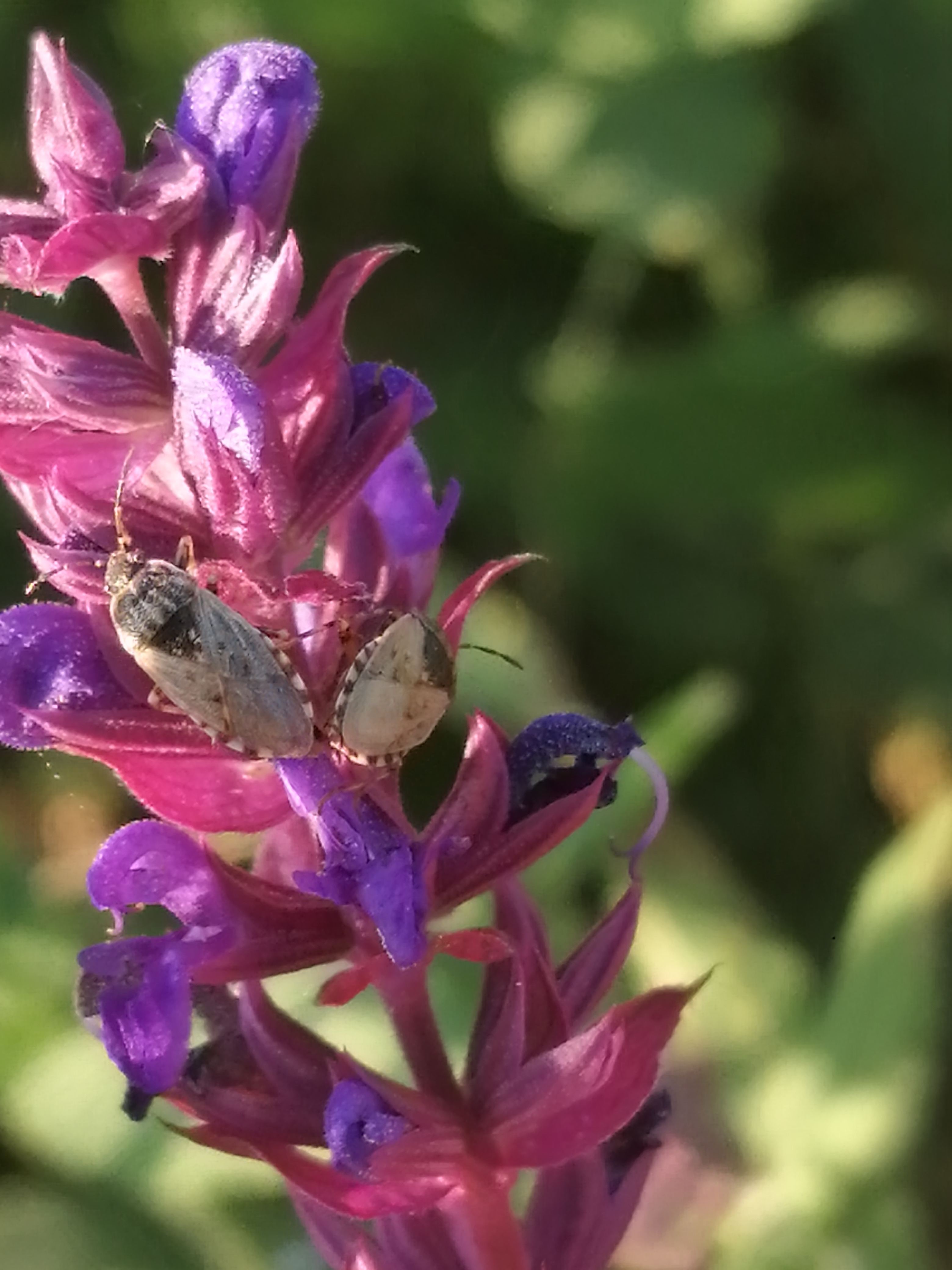 Platyplax salviae - zsályabodobács