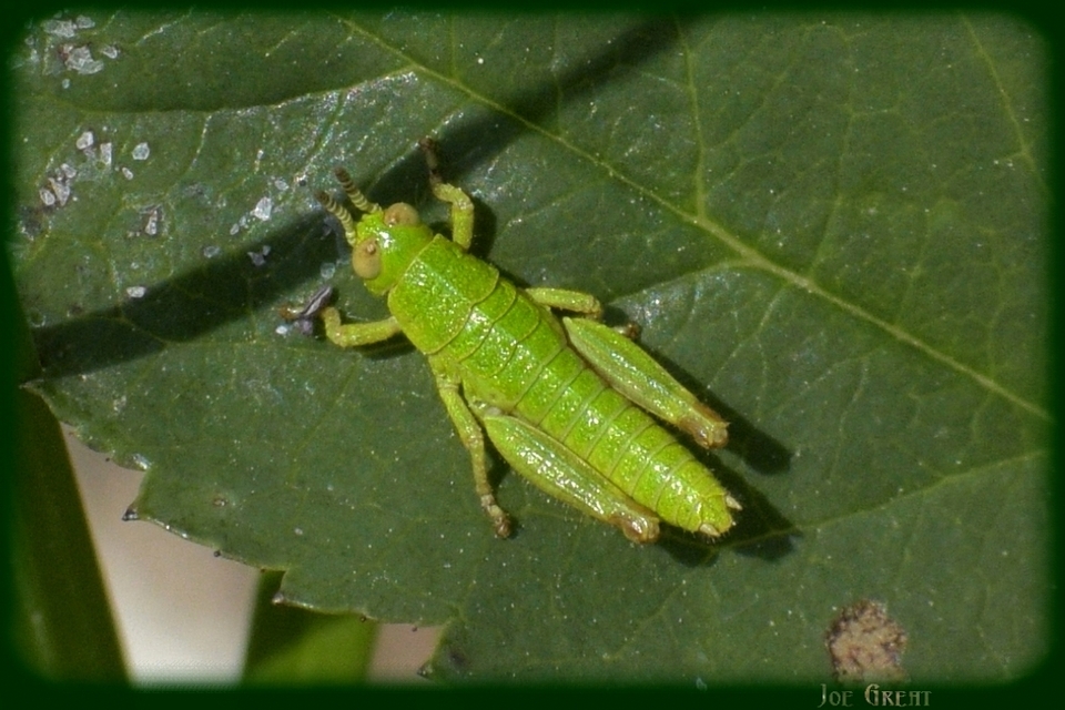 Odontopodisma rubripes - erdélyi hegyisáska