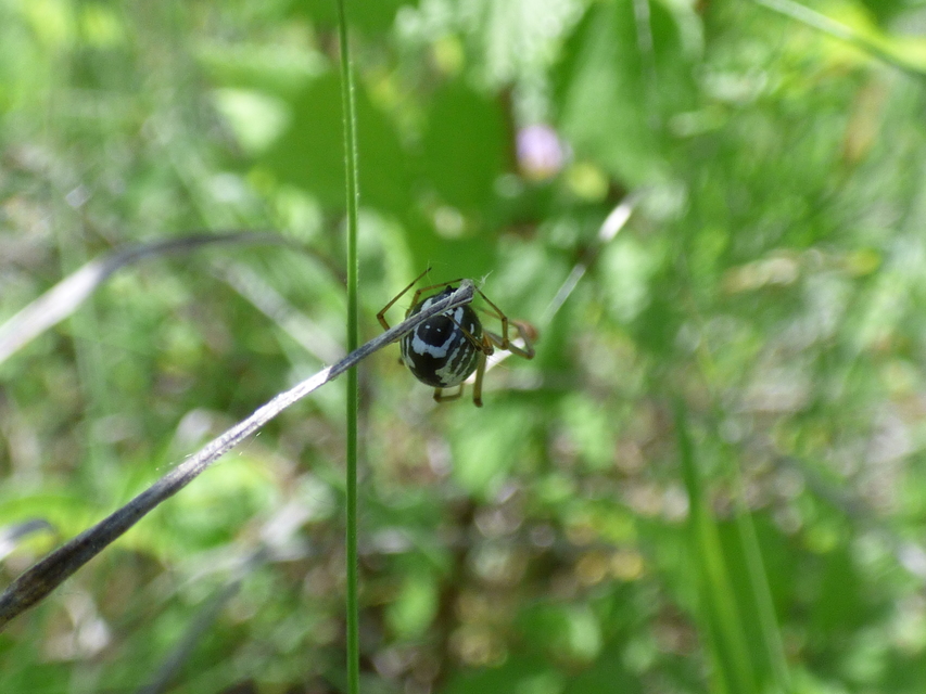 Frontinellina frutetorum - bokor vitorláspók