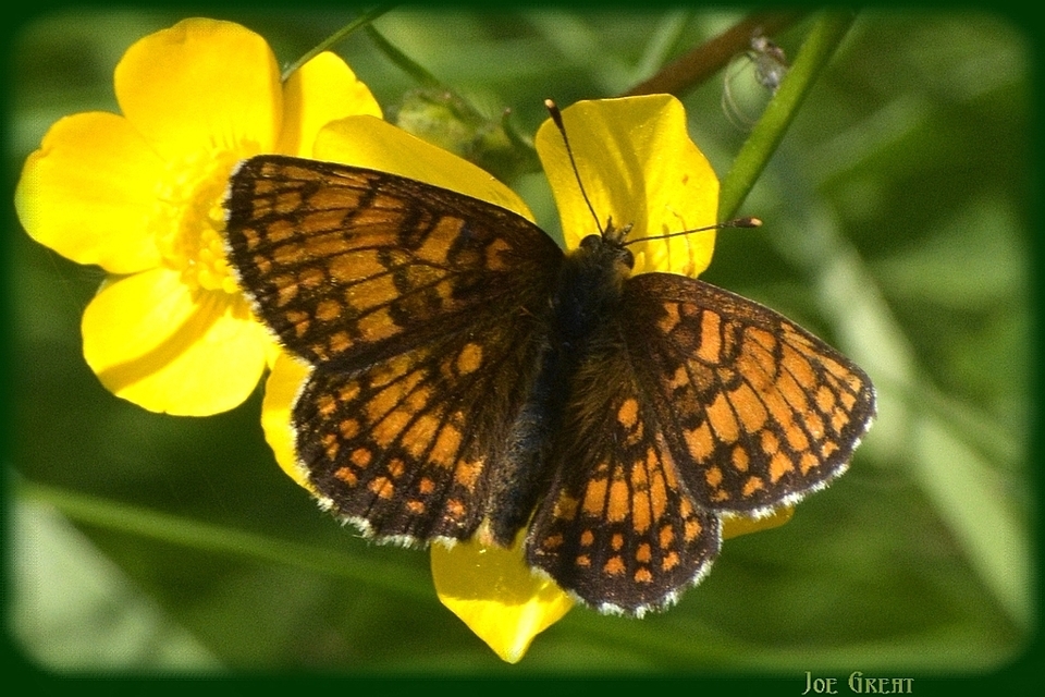 Melitaea athalia - közönséges tarkalepke