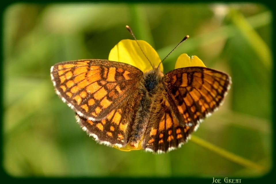 Melitaea athalia - közönséges tarkalepke