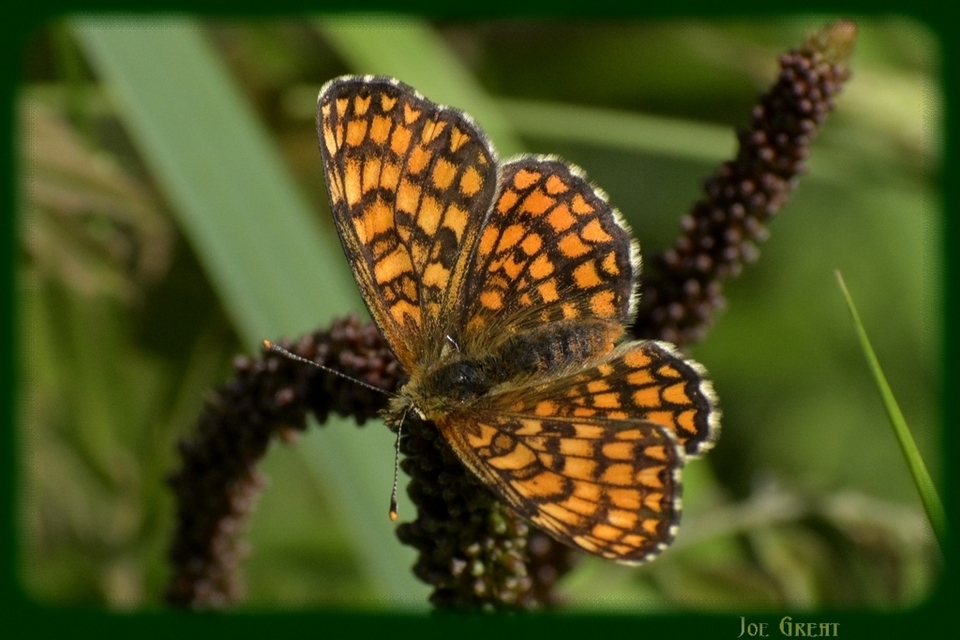 Melitaea athalia - közönséges tarkalepke