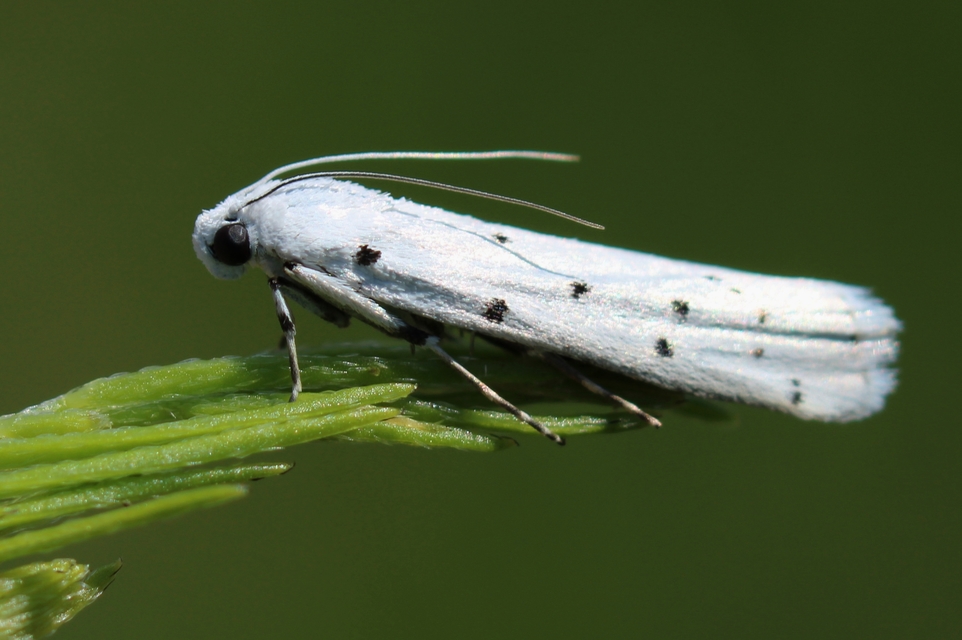 Myelois circumvoluta - pettyes karcsúmoly