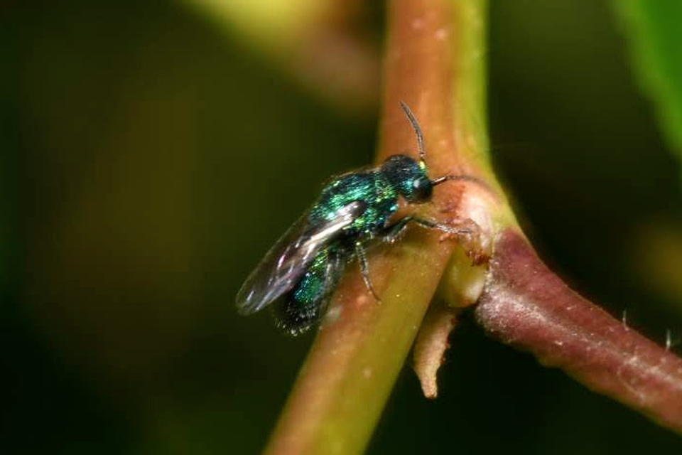 Trichrysis cyanea