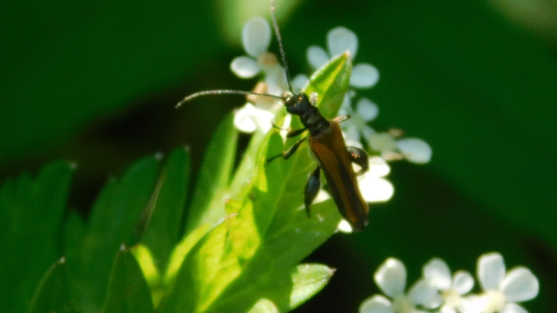Oedemera femorata - sárgahátú álcincér