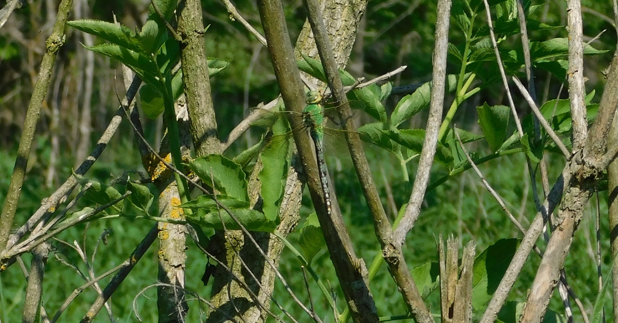 Anax imperator - zöld óriásacsa