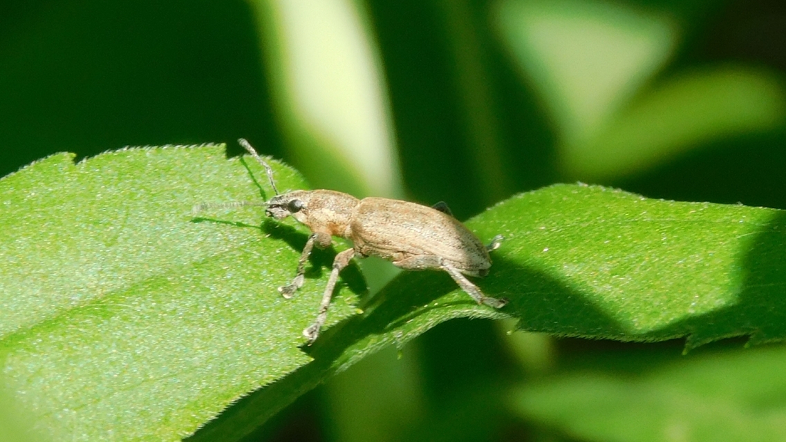 Tanymecus palliatus - közönséges hegyesfarúbarkó