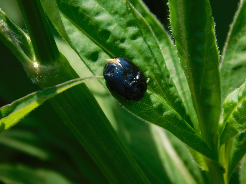 Chrysolina oricalcia - bronzos levélbogár