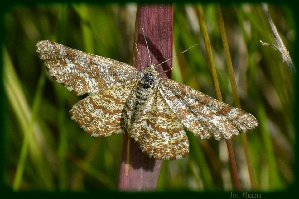 Ematurga atomaria - barna rétiaraszoló