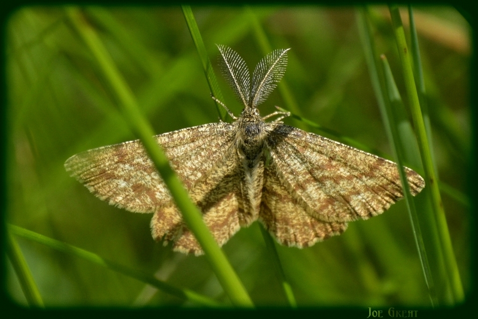 Ematurga atomaria - barna rétiaraszoló