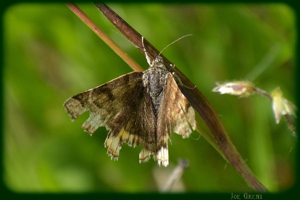 Euclidia glyphica - közönséges nappalibagoly