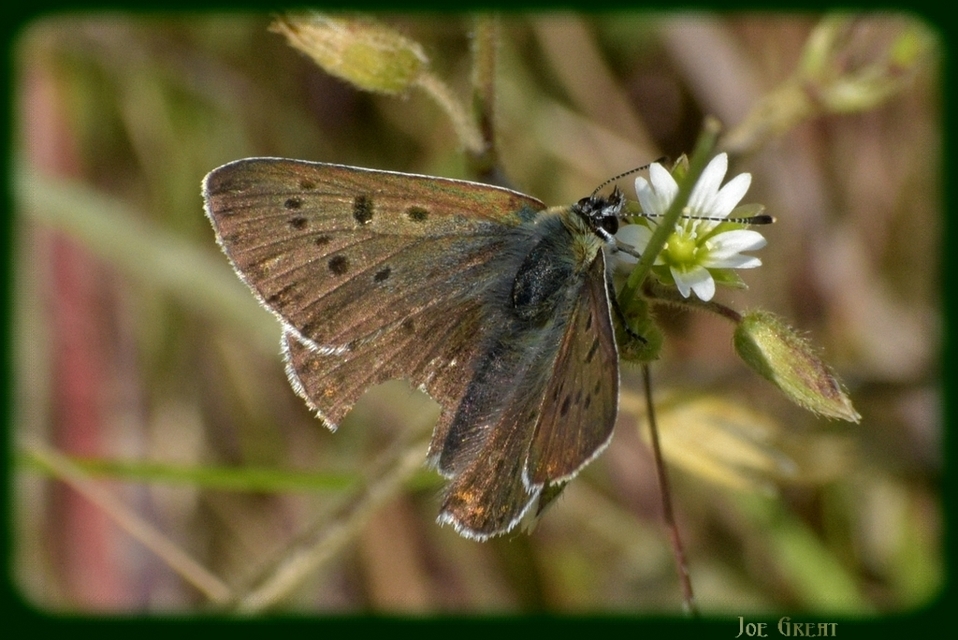 Lycaena tityrus - barna tűzlepke