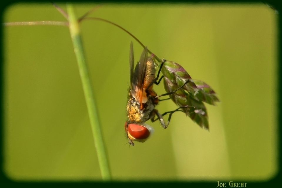 Phasiinae