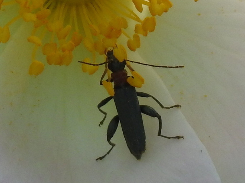 Oedemera croceicollis - pirostorú álcincér