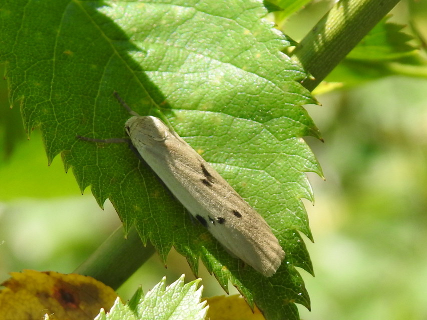 Pelosia muscerda - hamvas zuzmószövő
