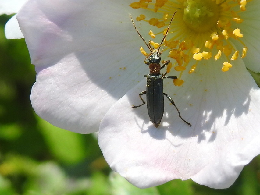 Oedemera croceicollis - pirostorú álcincér